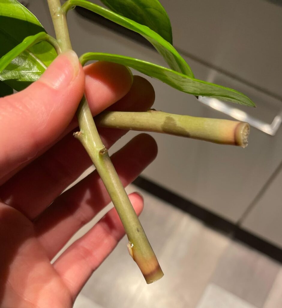 ZZ props help please :)