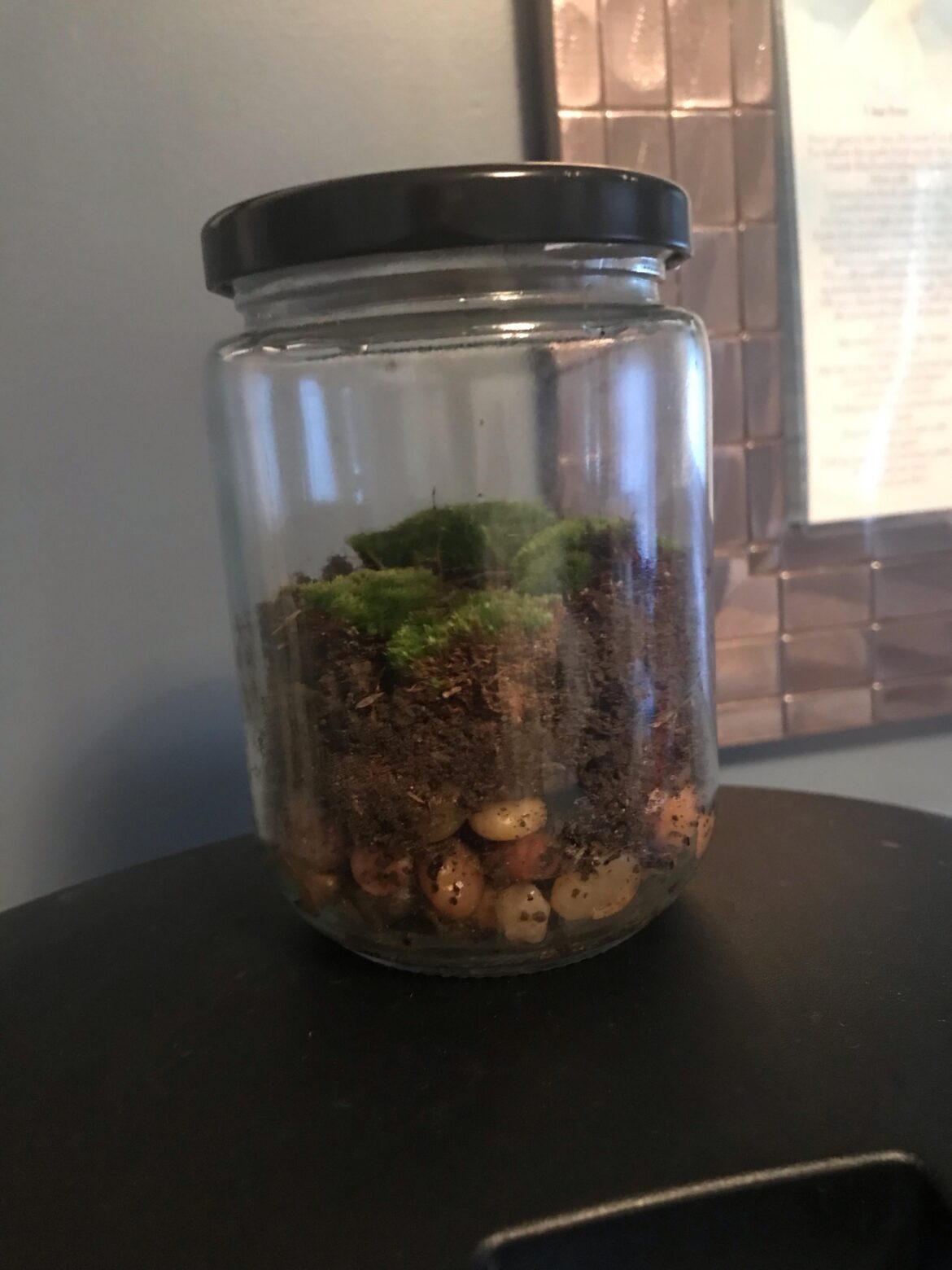 First attempt at a sealed ecosystem, does this look good?