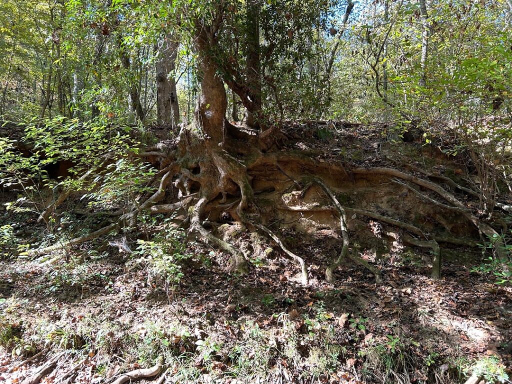 With all this talk about root flares I wanted to show this crazy sycamore just for interest. This is on the bank of a pretty large creek. The critters seem to have made it a home too.