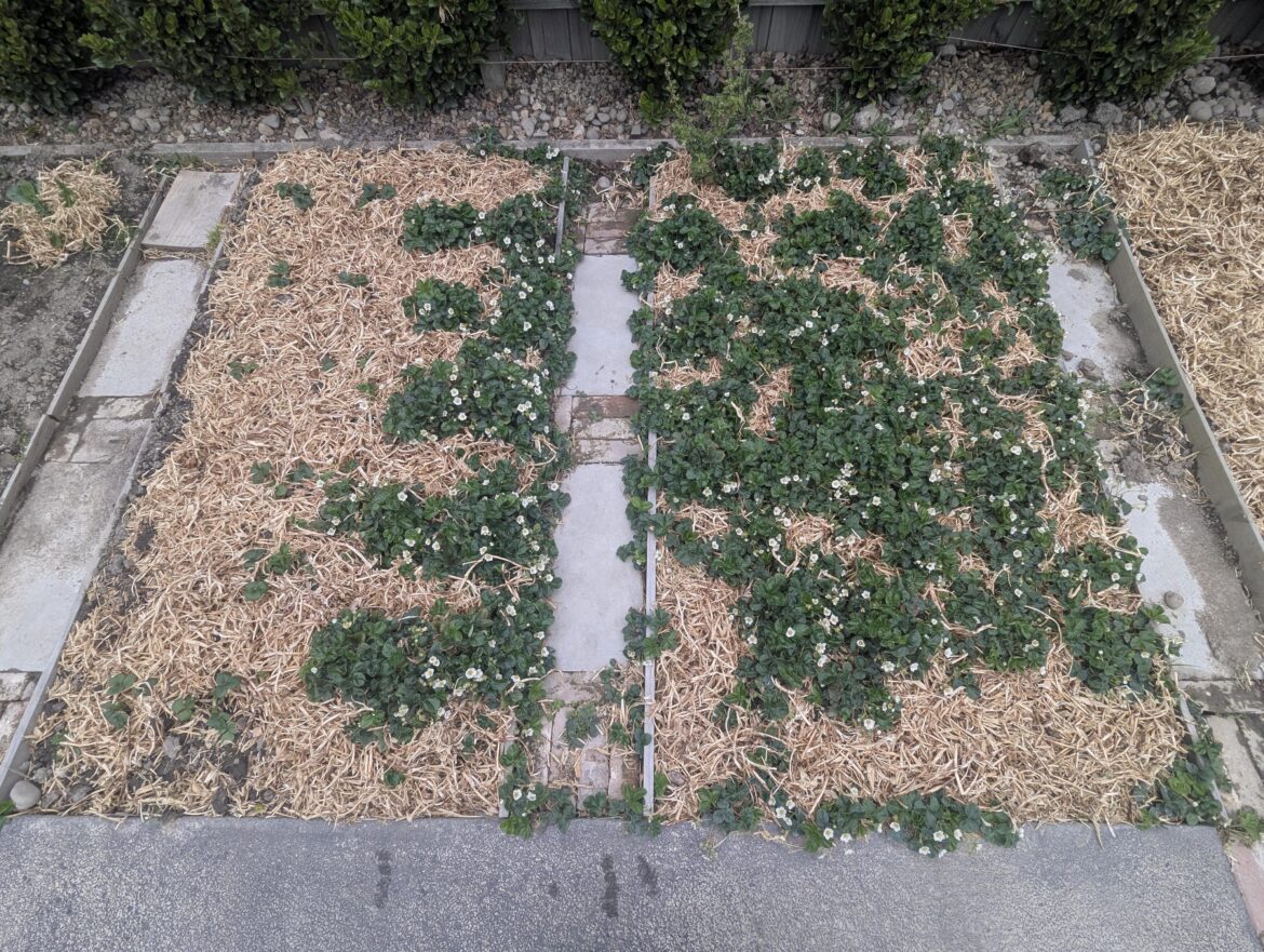 Should we do anything to help our strawberries?