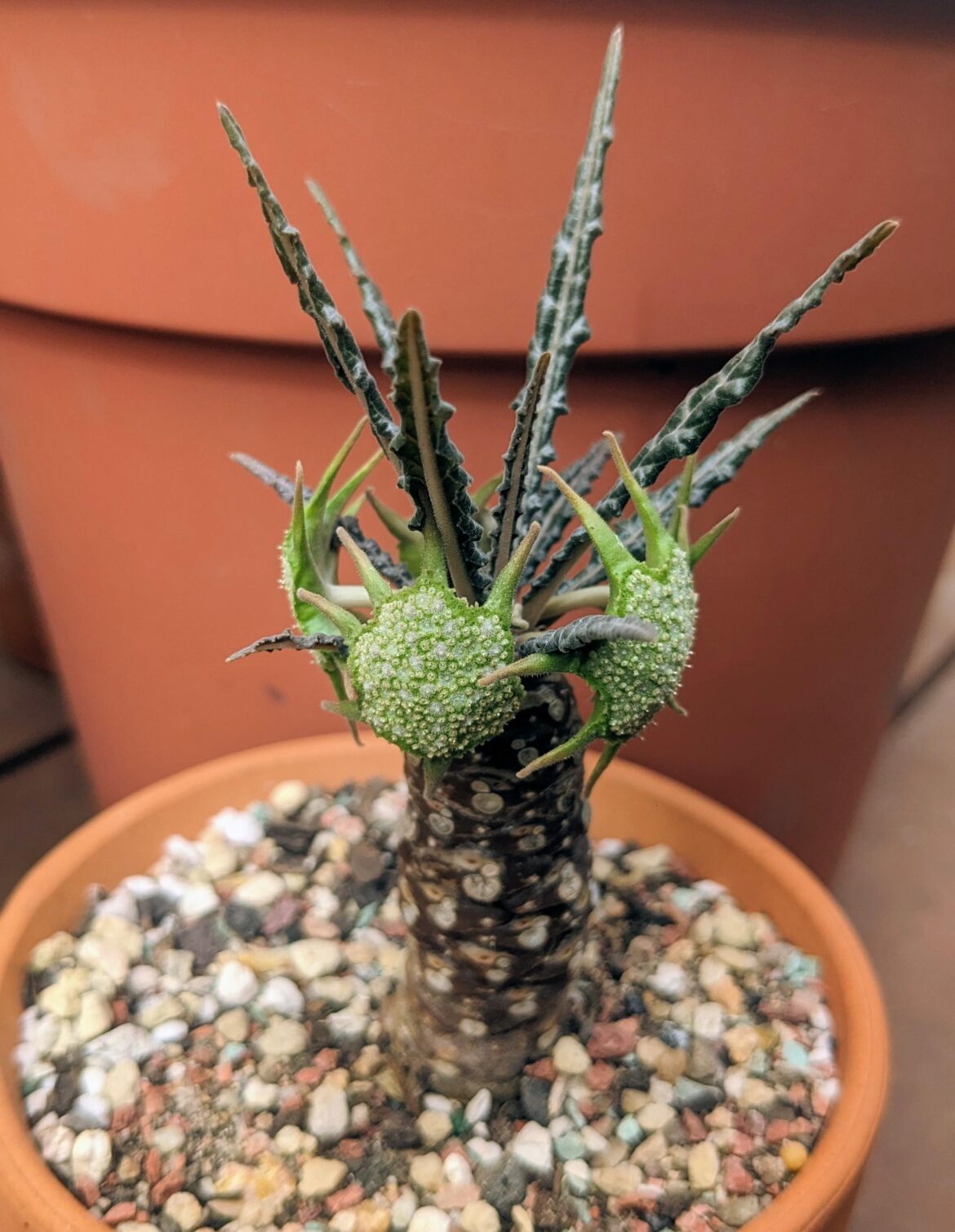 Dorstenia flowers