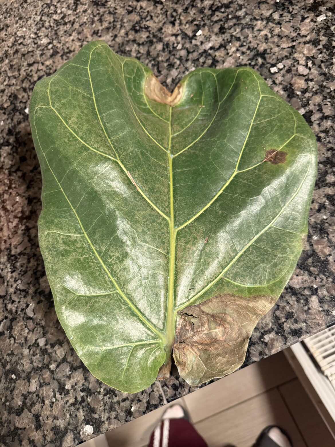 What’s wrong with my FLF?