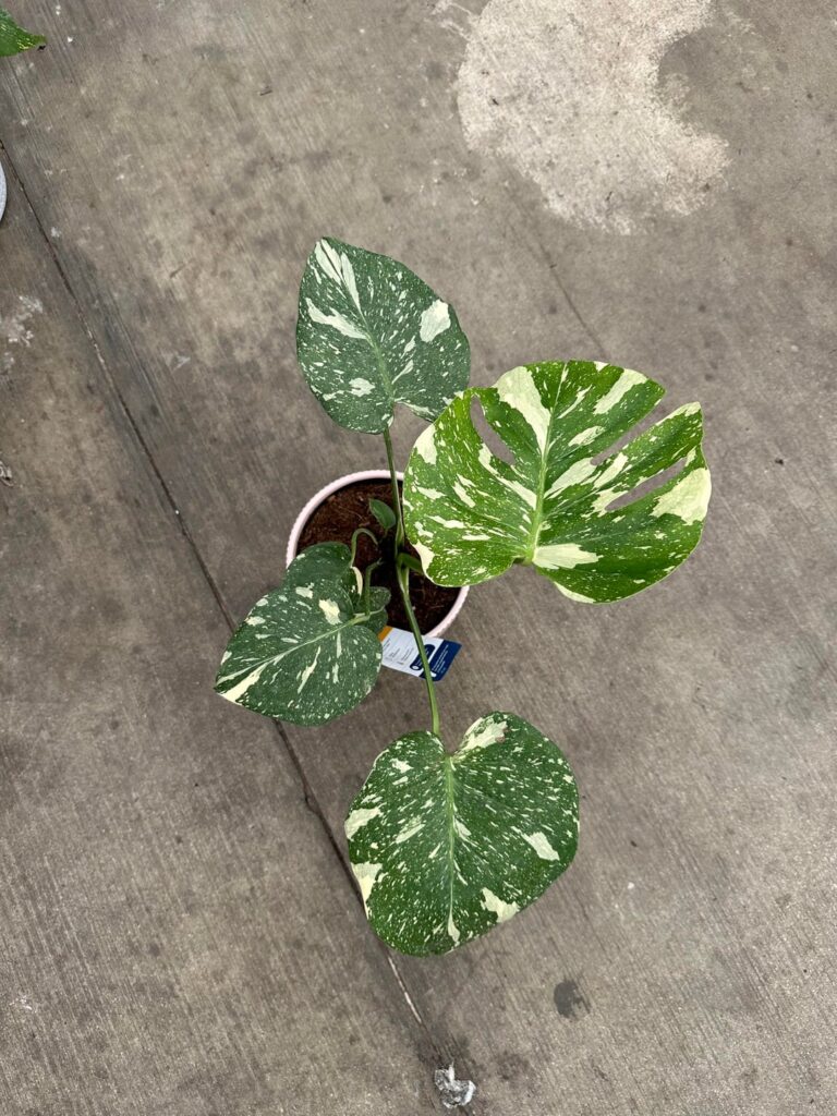 Can I get an opinion on these 2?