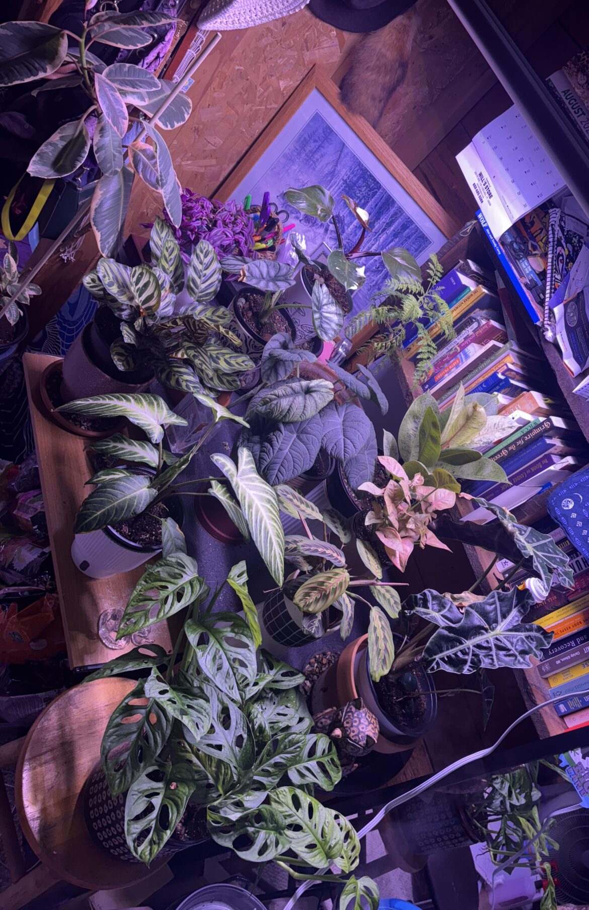 My non-orchid collection has grown