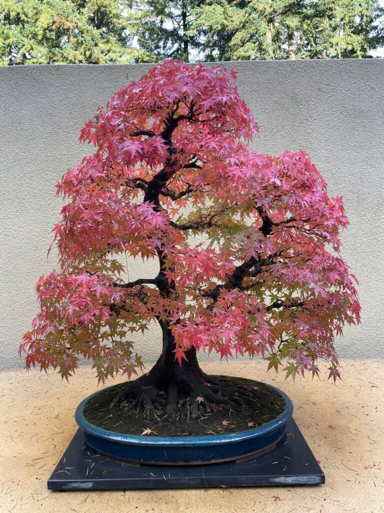 Fall colors at the Pacific Bonsai museum (2025)