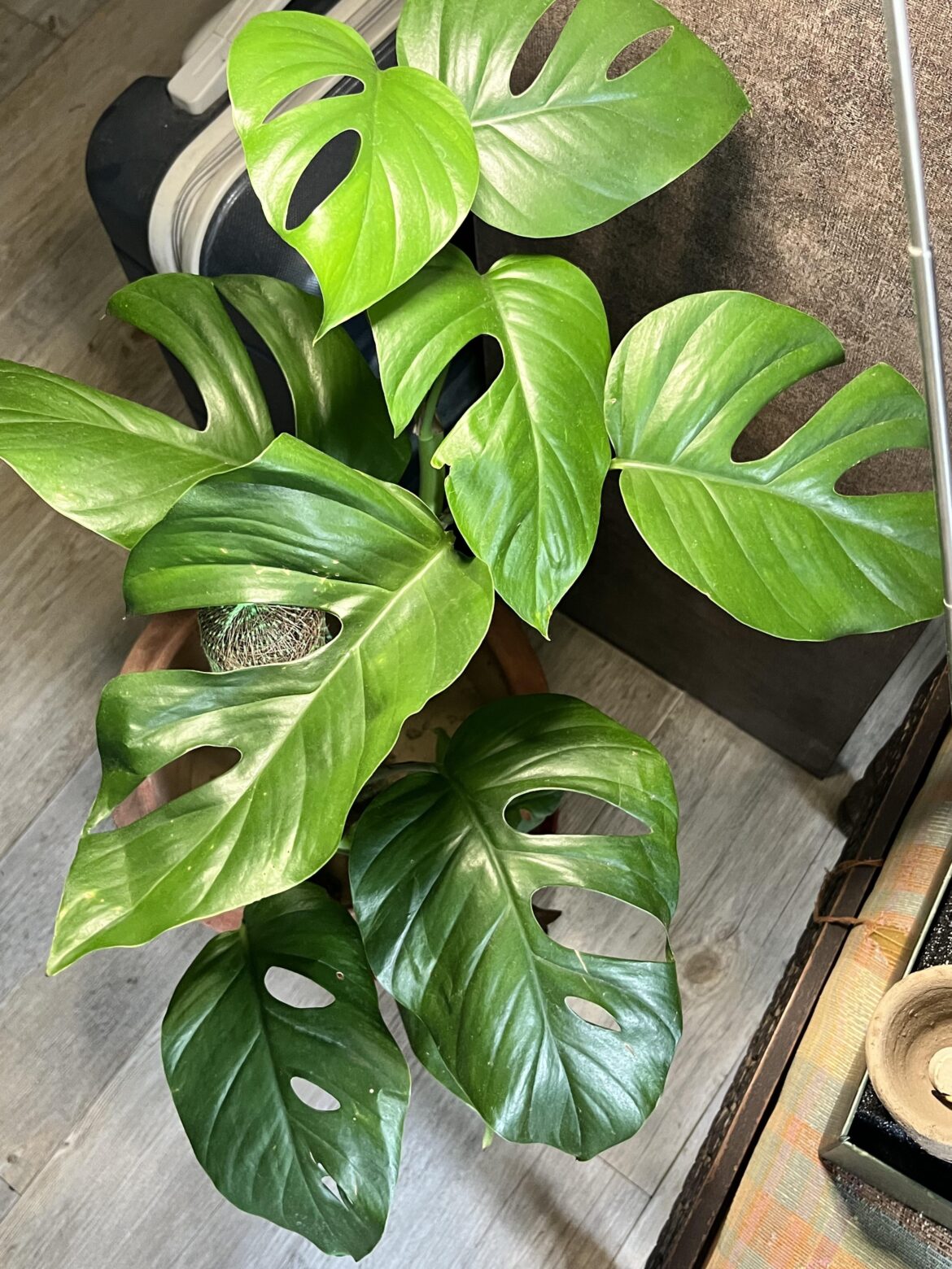 Got this about a month ago. Thoughts and opinions? I’m new to plants