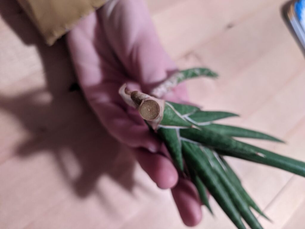 Should I leave this Sansevieria francisii pup in water or put it into soil? Should I leave this Sansevieria francisii pup in water or put it into soil?