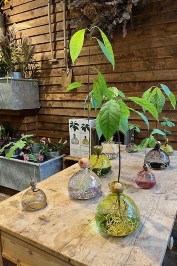 Rosebie Morton’s October Gardening Guide 2025 Rosebie Morton's October Gardening Guide 2025