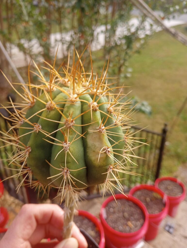 What's going on here with these terscheckii grafts?