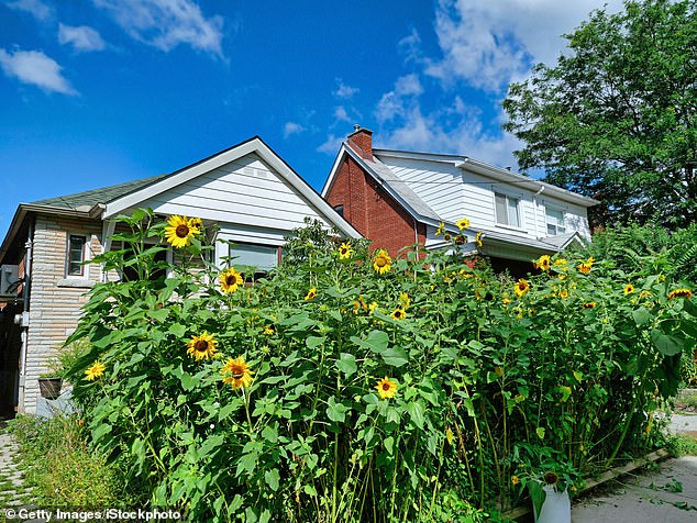 The judge ruled that Bank's sunflowers qualify as a crop and exceed the 10 percent yard coverage limit set by city ordinance