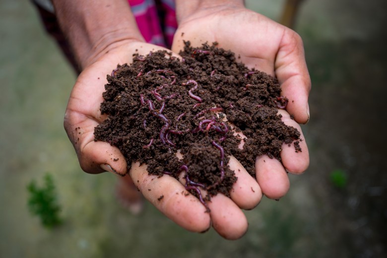 Worms wiggle in a handful of vermicompost, a type of compost made with paper, food scraps and worms. Photo courtesy Getty Images.