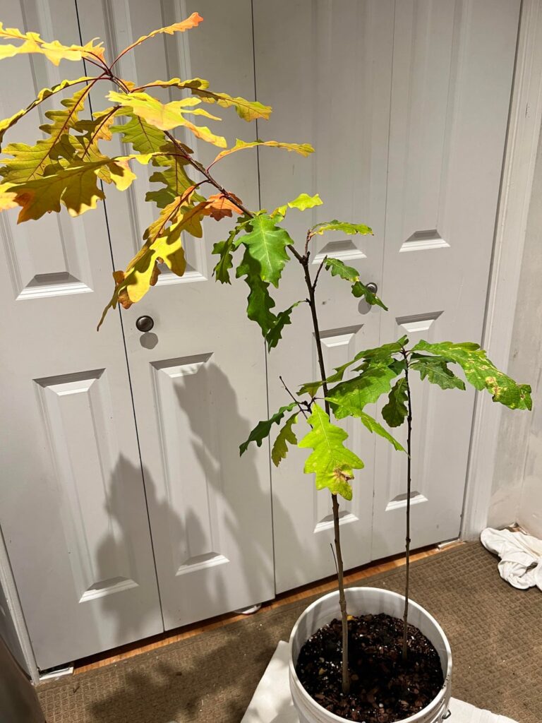 Can I stake this to straighten it or is this a new leader?