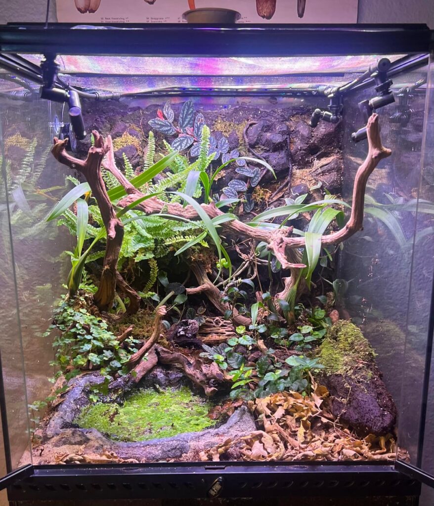 Jungle Puddle Paludarium – Cohabitation Question Jungle Puddle Paludarium - Cohabitation Question