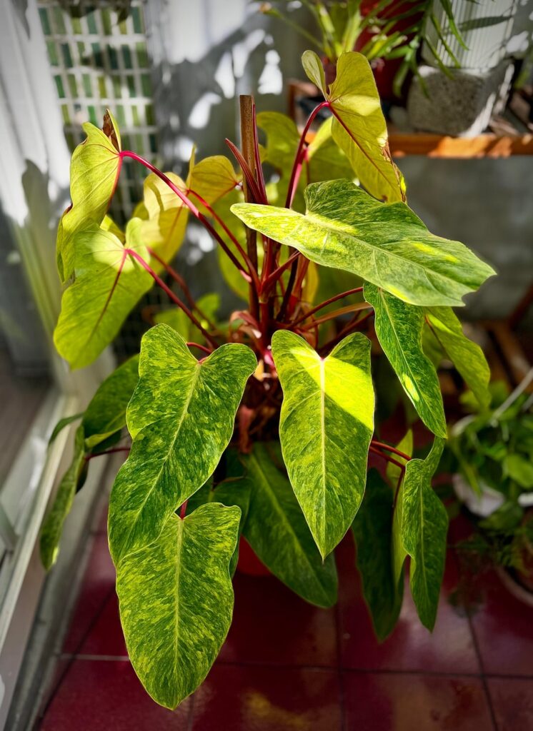 Blushing philodendron