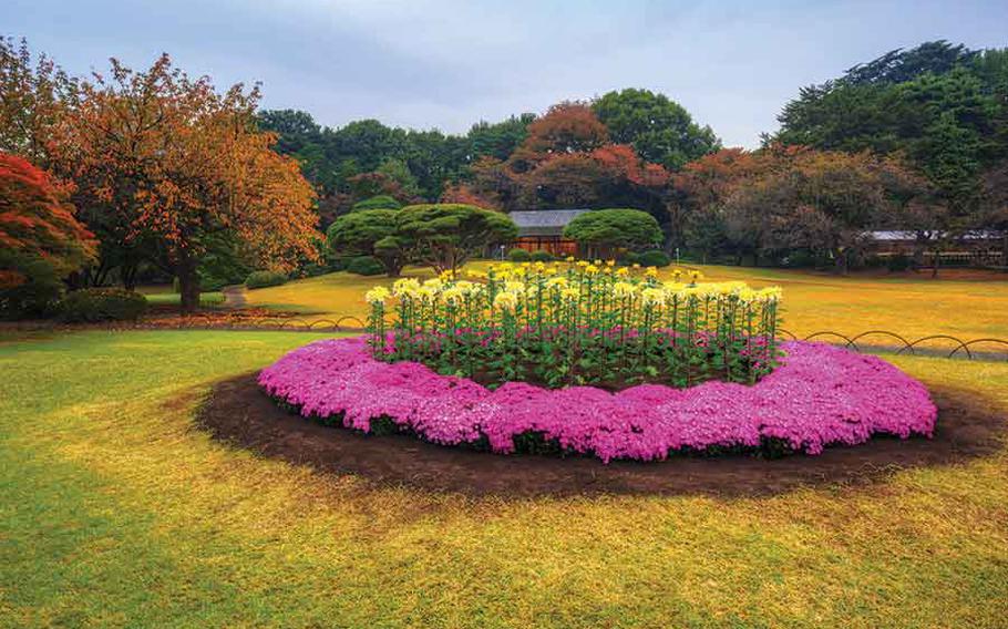 Autumn flowers in Shinjuku Gyoen National Garden.