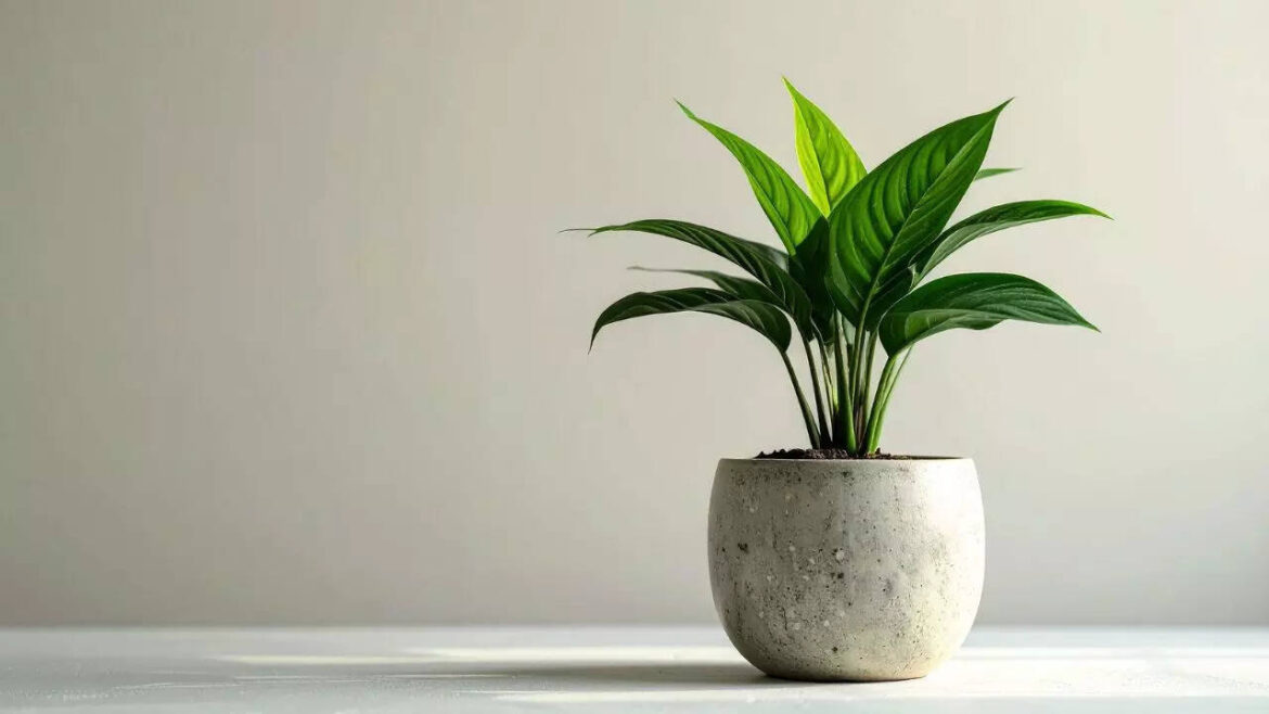 8 indoor plants that thrive in indirect or low sunlight 8 indoor plants that thrive in indirect or low sunlight