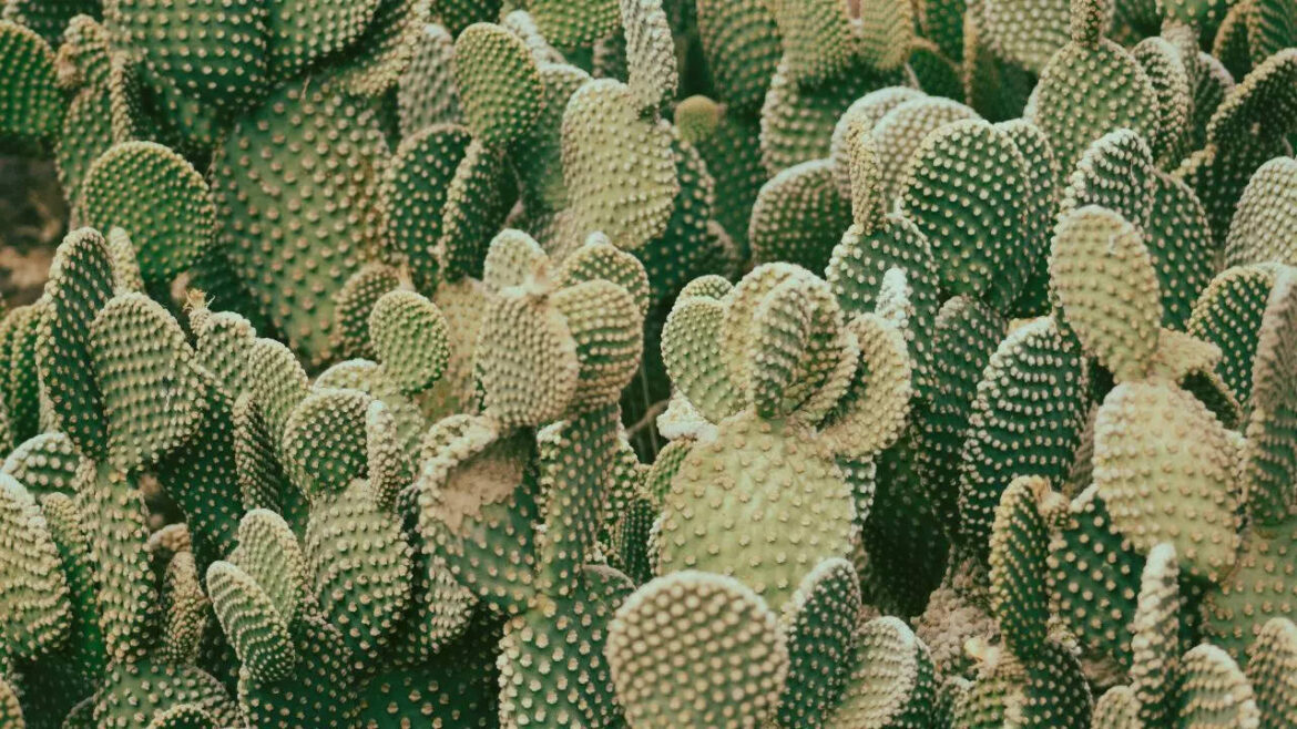 7 indoor-friendly cactus varieties to grow in your balcony garden 7 indoor-friendly cactus varieties to grow in your balcony garden