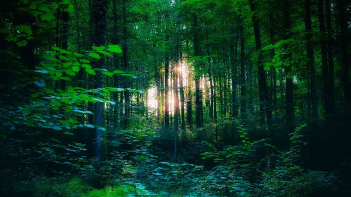 5 hidden forests in and around Delhi that few people know about