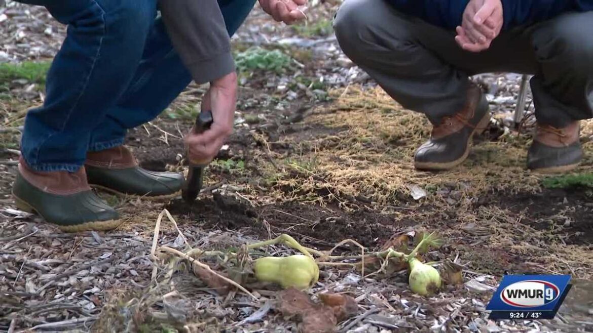 Putting your garden to bed as temps. cool in NH Putting your garden to bed as temps. cool in NH