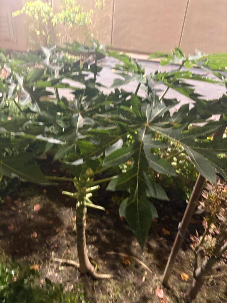 Random fast growing outdoor plant behind work bushes