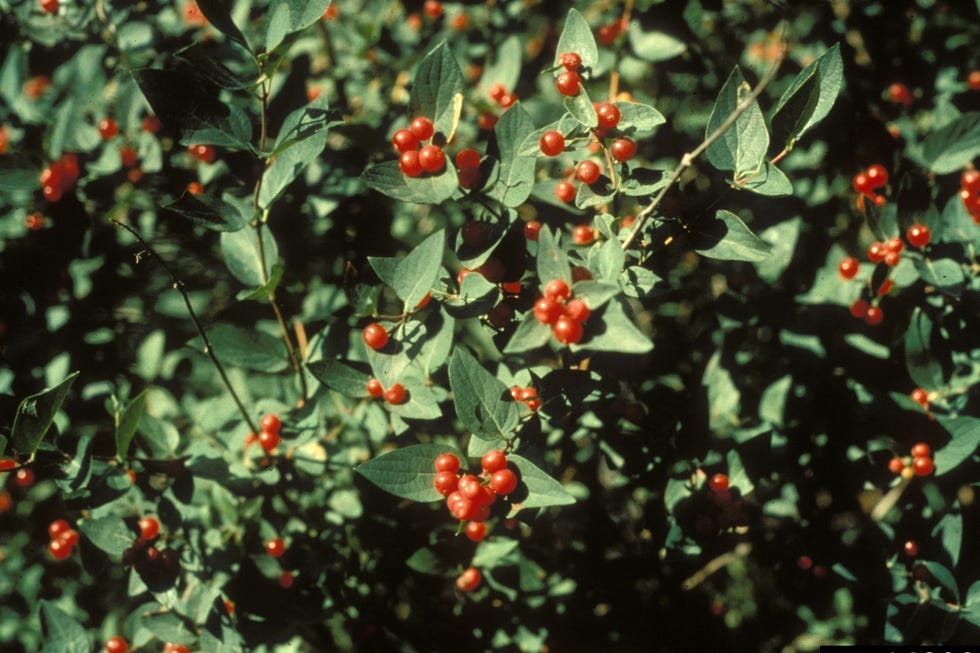 tatarian honeysuckle invasive. tatarian honeysuckle invasive.