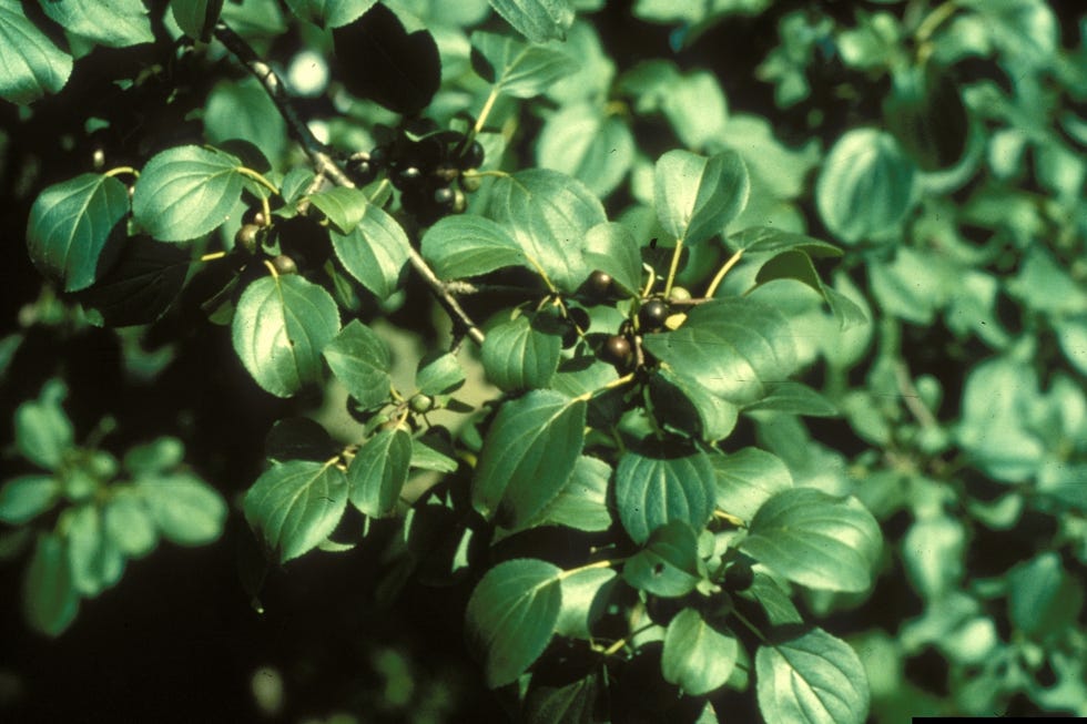 buckthorn invasive buckthorn invasive