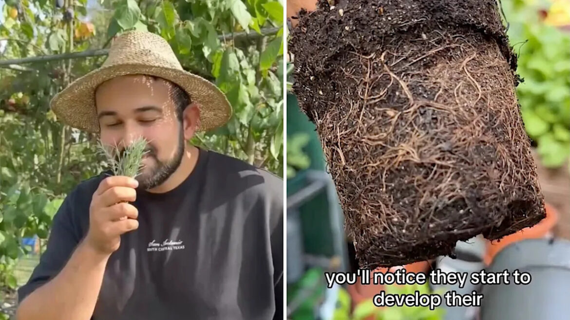 Expert gardener shares easy hack to grow seemingly endless supply of popular herb: 'Very helpful'