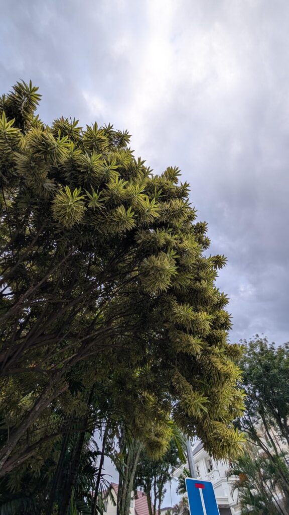 What sort of tree is this? In Singapore and about 4 meters high.