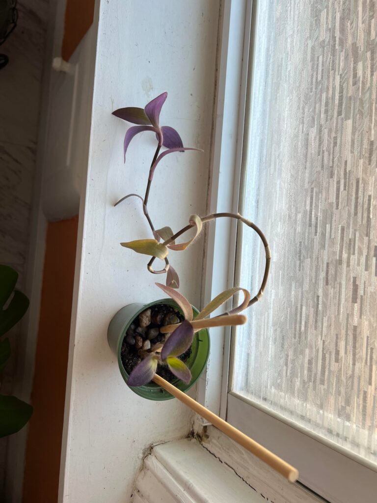 Where should I cut to propagate? Where should I cut to propagate?