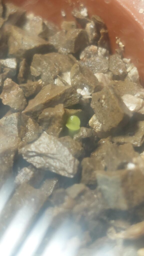Im happy that a lithop germinate but i need help