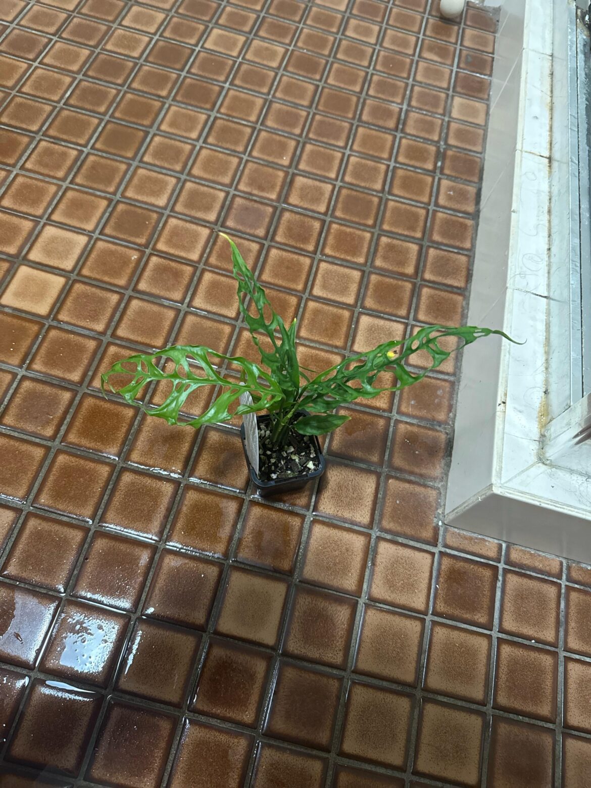 What do we think? Obliqua or adansonii?