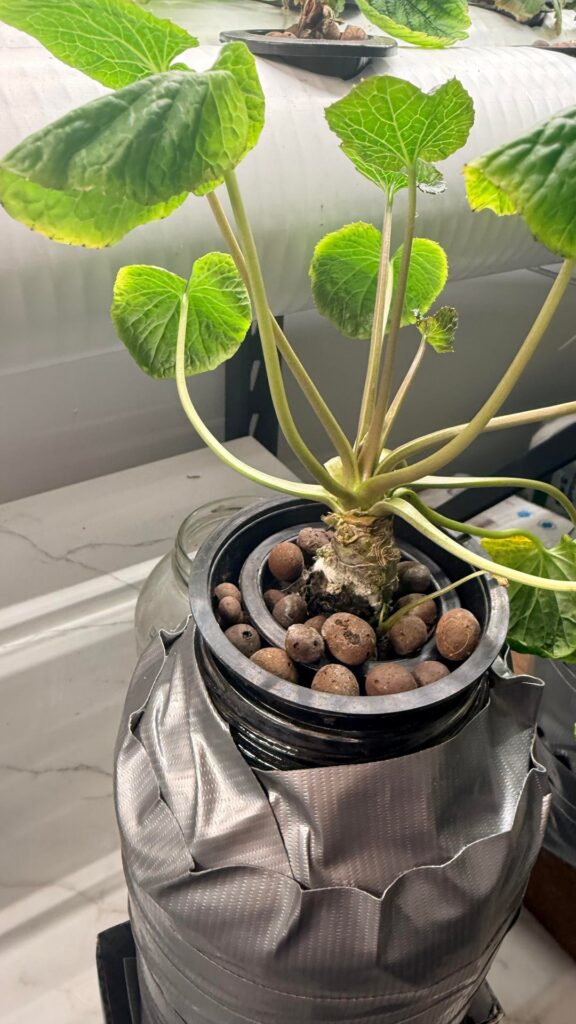 Wasabi update, the experiment is turning south Wasabi update, the experiment is turning south