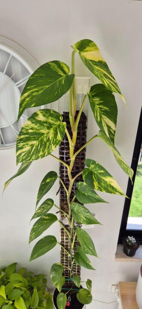 What Do I Do Now? Mature Pothos