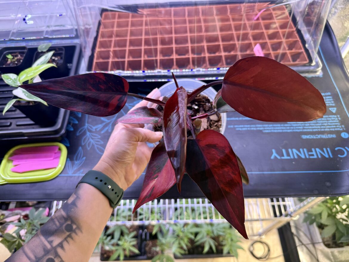 My Philodendron Fire Princess