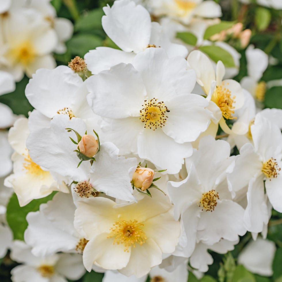 Rosa Kew Gardens Rosa Kew Gardens