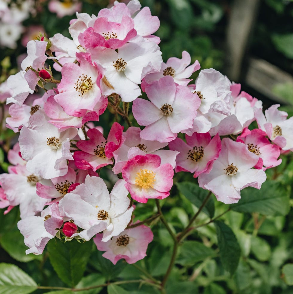 Rosa Ballerina AGM Rosa Ballerina AGM