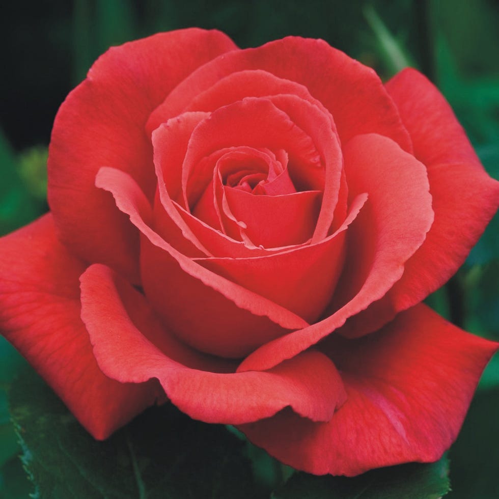 Rose Bush 'Fragrant Cloud' - Highly Scented Hybrid Tea Rose Bush in 3 Litre Pot