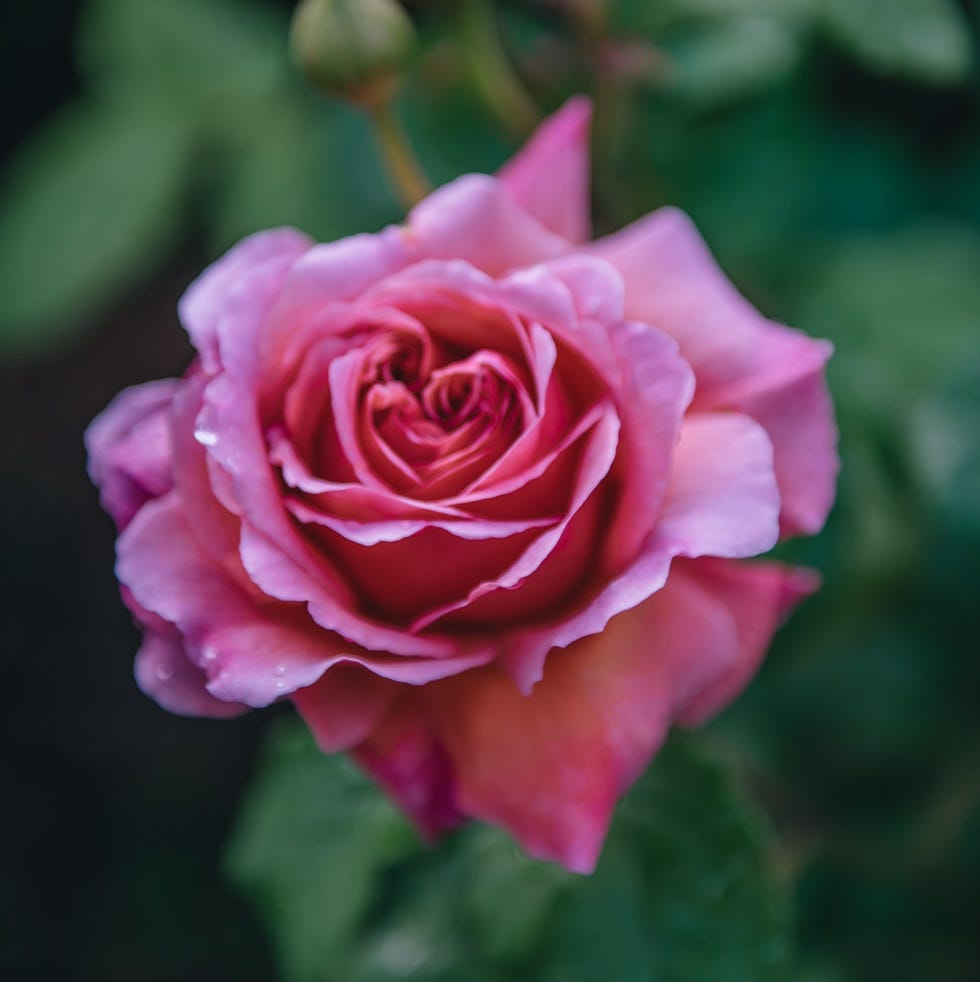 Rosa Princess Alexandra of Kent