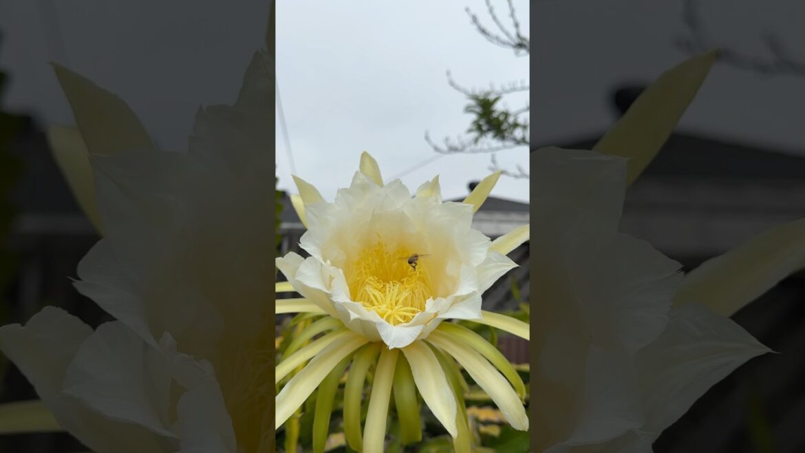 Backyard garden 🌼🪷🌼 #shorts #dragonfruit #flowers  #garden #khmersong