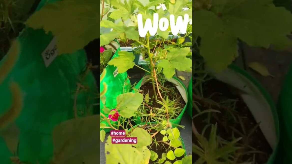 New flower in homegarden #gardening #short New flower in homegarden #gardening #short