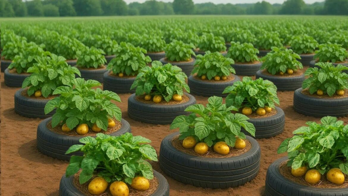 Old tires Don't throw them away! Grow potatoes this way!