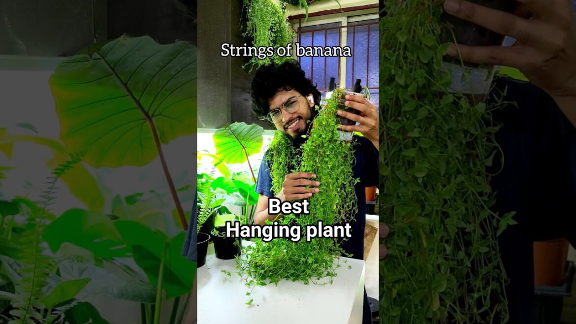 turtle vine care tips🍀#plants #garden #shorts turtle vine care tips🍀#plants #garden #shorts