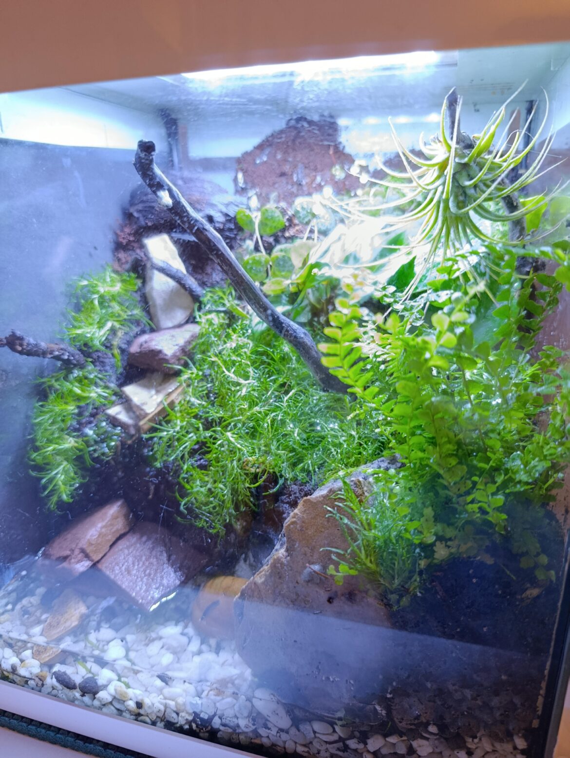 What moss do I put