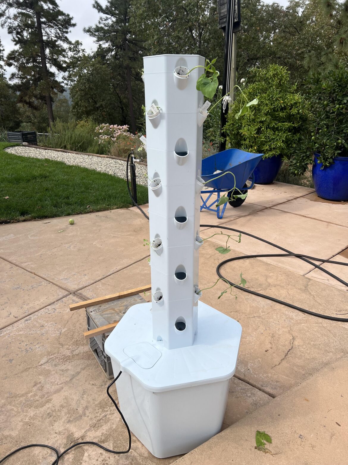 Got my arrow spring hypophonic tower cleaned up and scrubbed down yesterday started putting seedlings in it for a fall crop this morning. So far I have sweet snap peas string beans bok choy, and lettuce. More seedlings coming as soon as they sprout. Got my arrow spring hypophonic tower cleaned up and scrubbed down yesterday started putting seedlings in it for a fall crop this morning. So far I have sweet snap peas string beans bok choy, and lettuce. More seedlings coming as soon as they sprout.