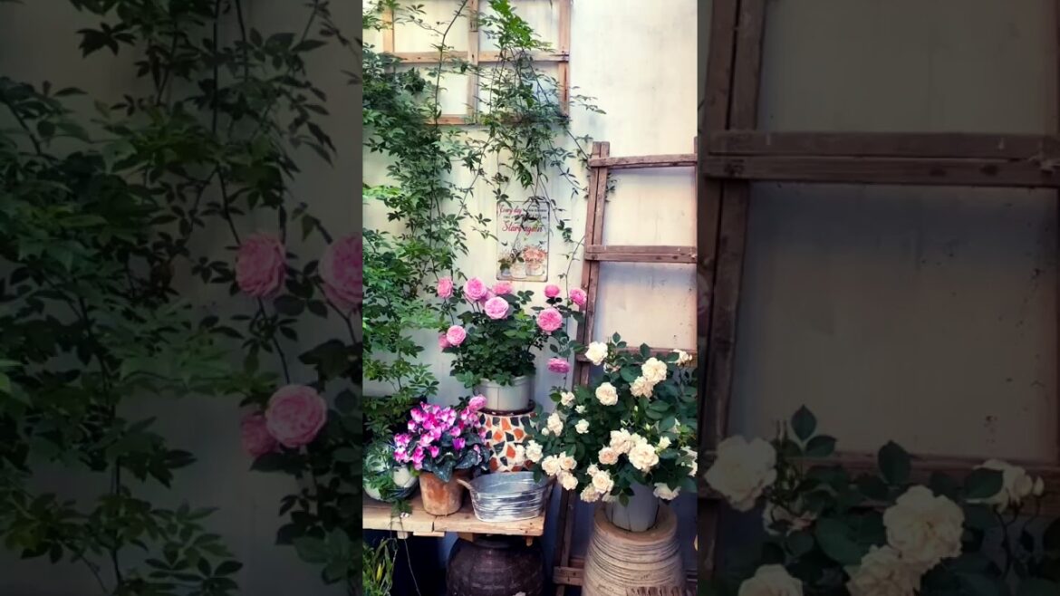 Capturing the Sweetness of Garden 🌼🌱#gardening #gardendecor #asmr #oasis #plants #naturephotography