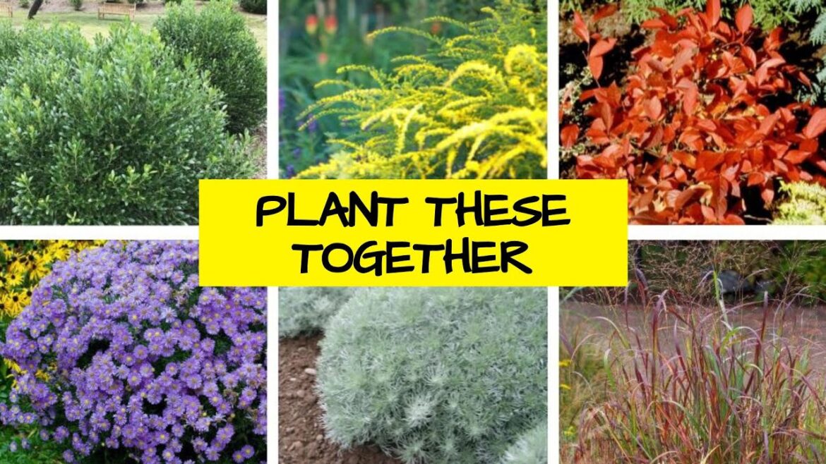 Fall Layered Garden Plan, full sun (zones 5-8)