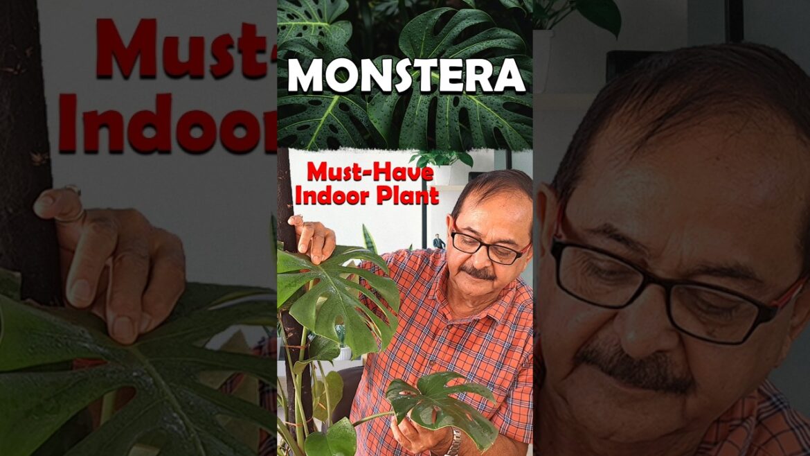 Monstera Plant Care | Swiss Cheese Plant | Must-Have Indoor Plant! #shortsvideo #monstera Monstera Plant Care | Swiss Cheese Plant | Must-Have Indoor Plant! #shortsvideo #monstera