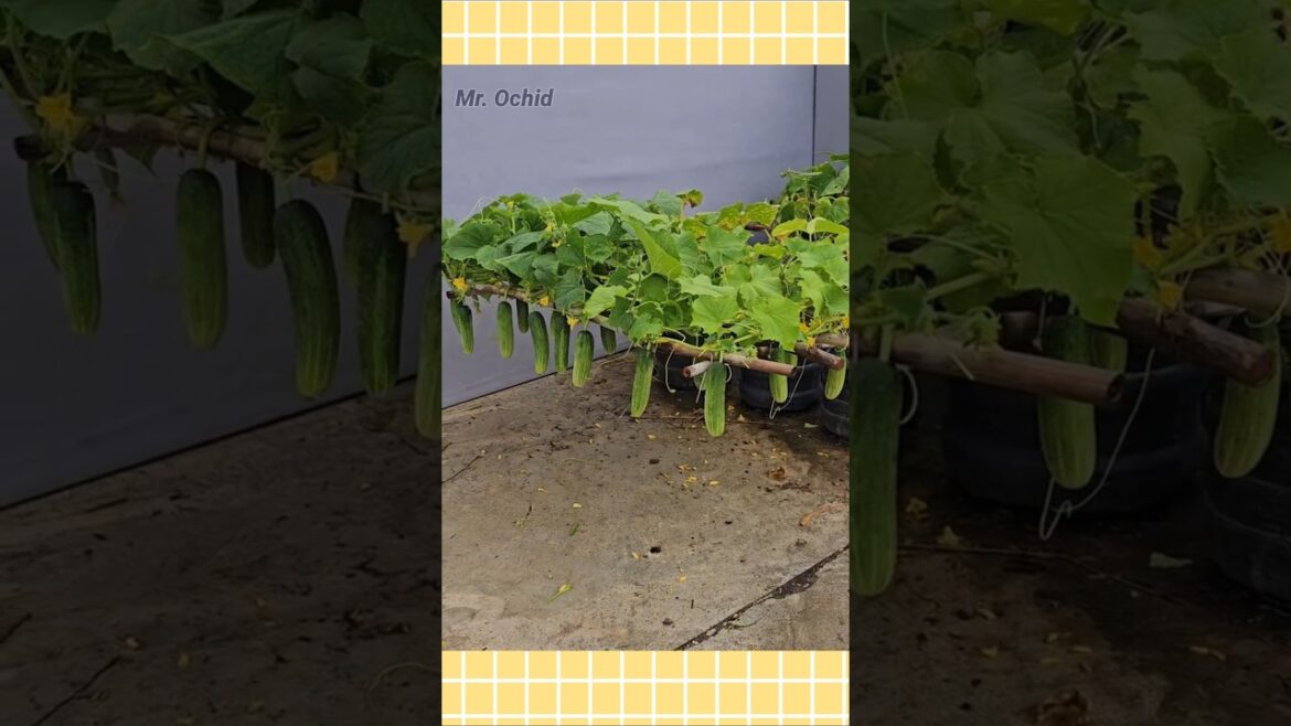 gardening ideas from home#garden#gardening#gardeningtips