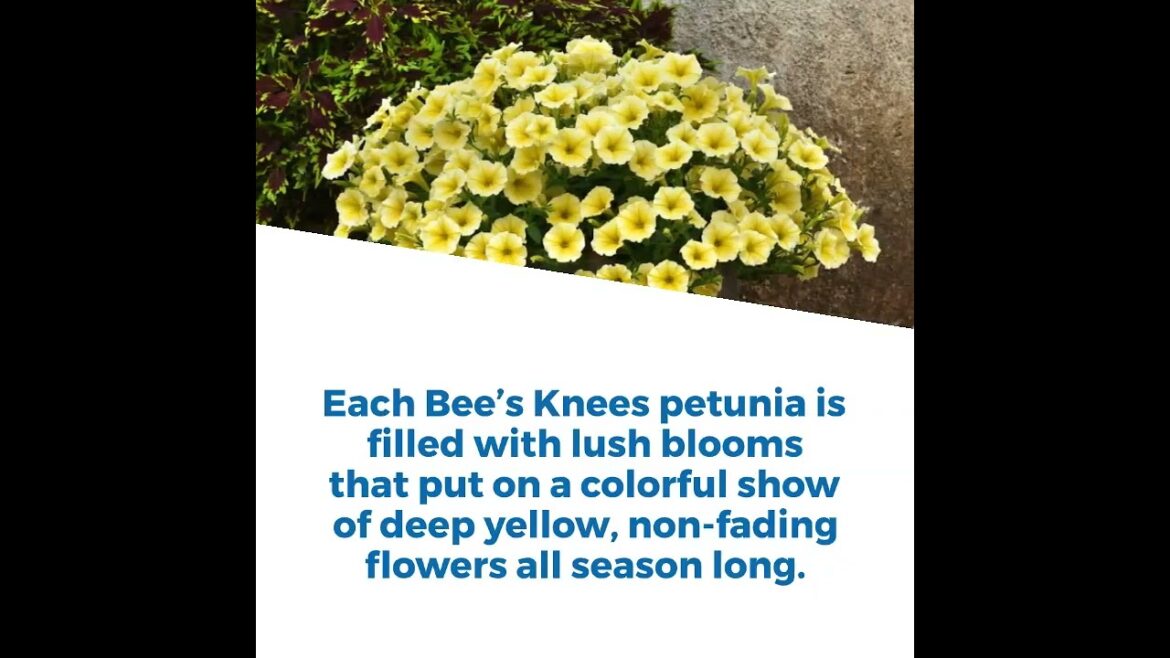 Bee s Knees Petunia Outstanding AAS Winner #aaswinner  #gardening #garden #flowers