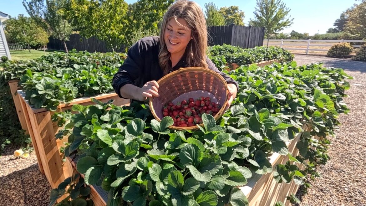 Grape Tree Update + Planting 3 Varieties of Ornamental Grass & Red Hot Pokers! 🍇🌾🍓 // Garden Answer